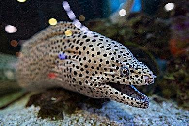 《莱莎的炼金工房3》新情报 中文版截图欣赏